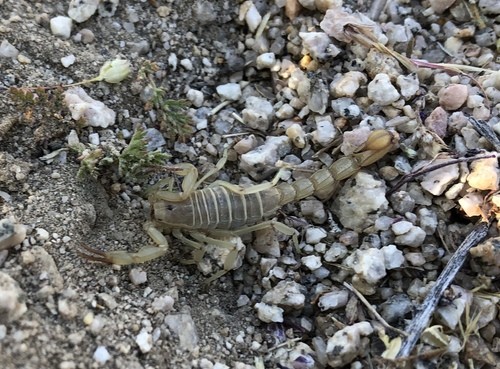 Yellow ground scorpion