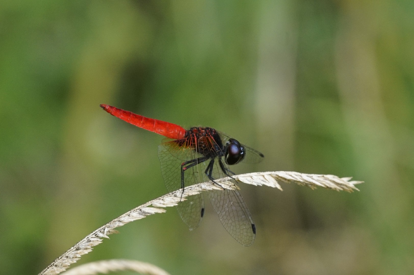 Aethriamanta (Aethriamanta)