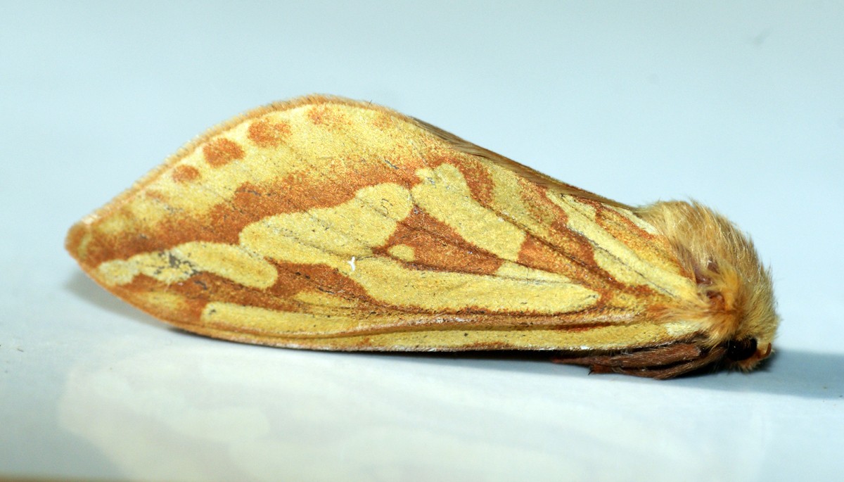 Ghost moth (Hepialus)