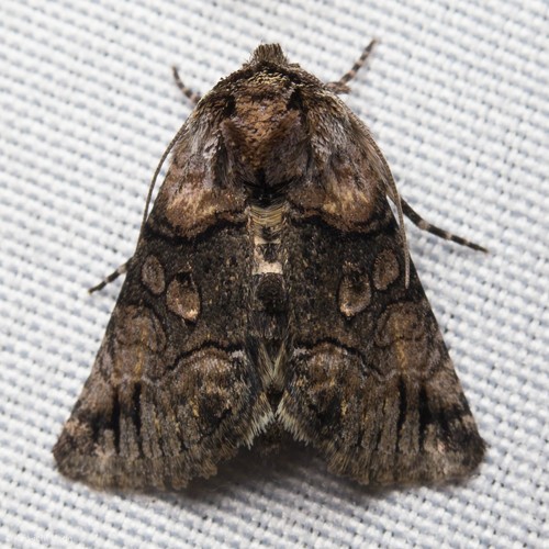 Abrostola (Abrostola)