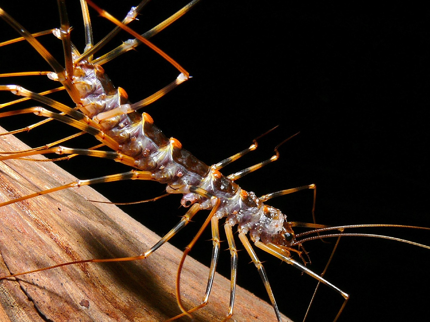 Thereuopoda clunifera (Thereuopoda clunifera) - Picture Insect