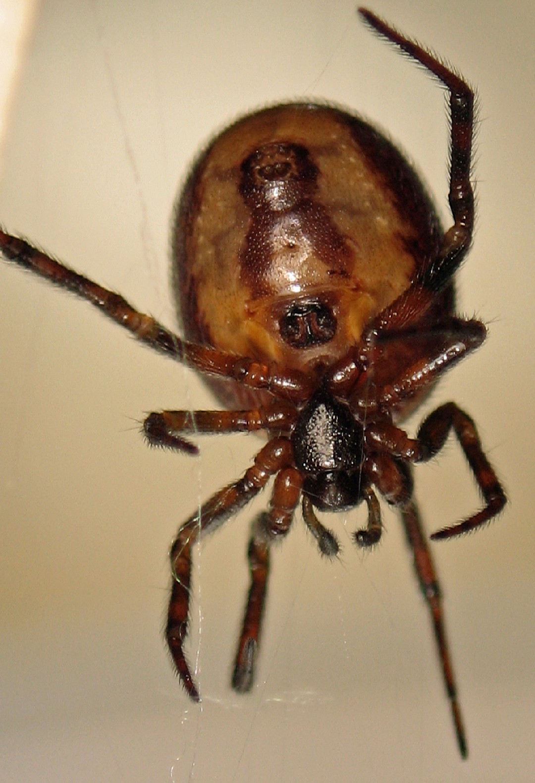 Стеатода двухточечная (Steatoda bipunctata) - Picture Insect