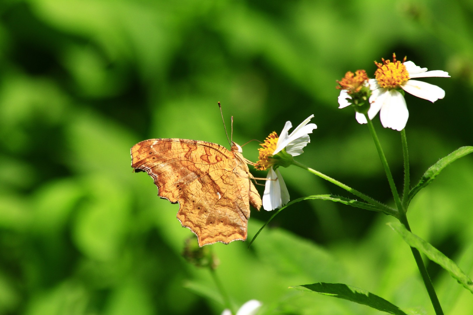 네발나비 (Polygonia c-aureum) - Picture Insect, image size:1620x1080