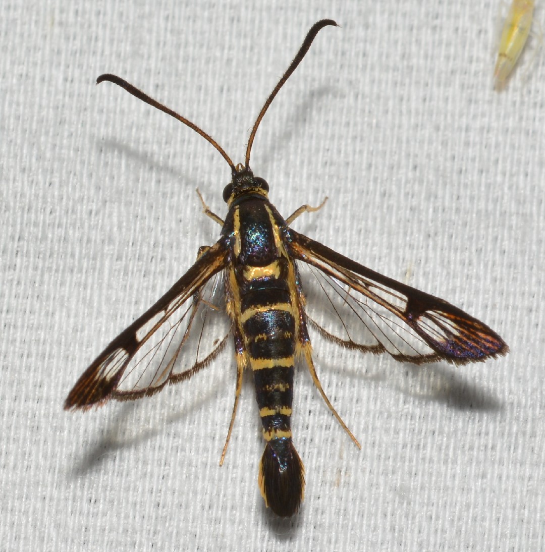 Synanthedon scitula (Synanthedon scitula) - Picture Insect