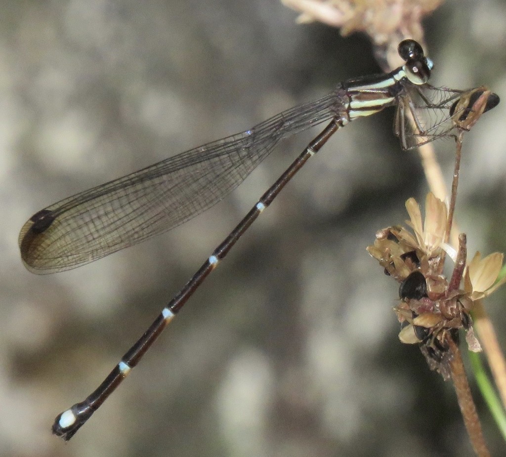 Palaemnema (Palaemnema)