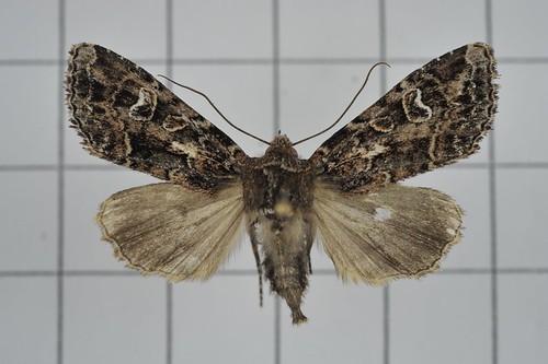 Oroplexia (Oroplexia)