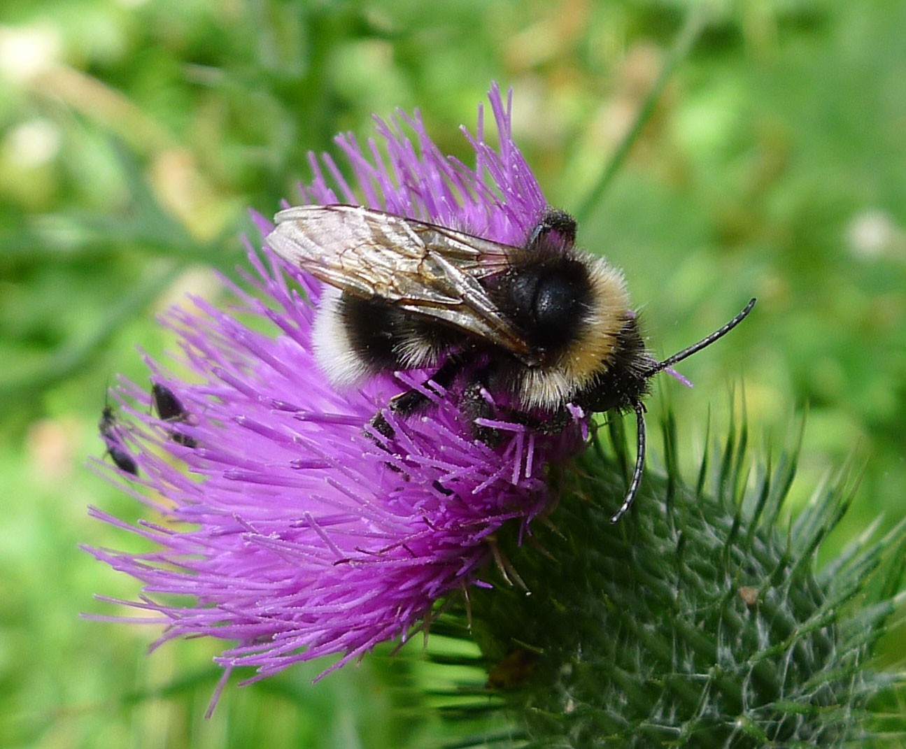 Шмель-кукушка привязанный (Bombus bohemicus) - Picture Insect