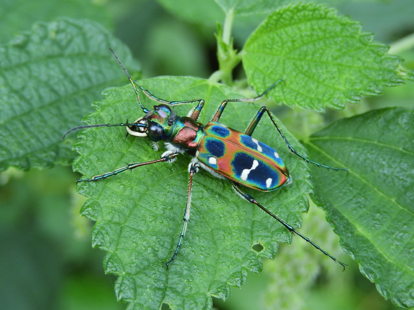 Chinese Tiger Beetle