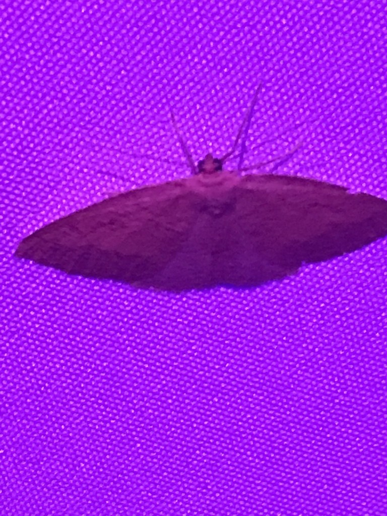 Drepanulatrix (Drepanulatrix)