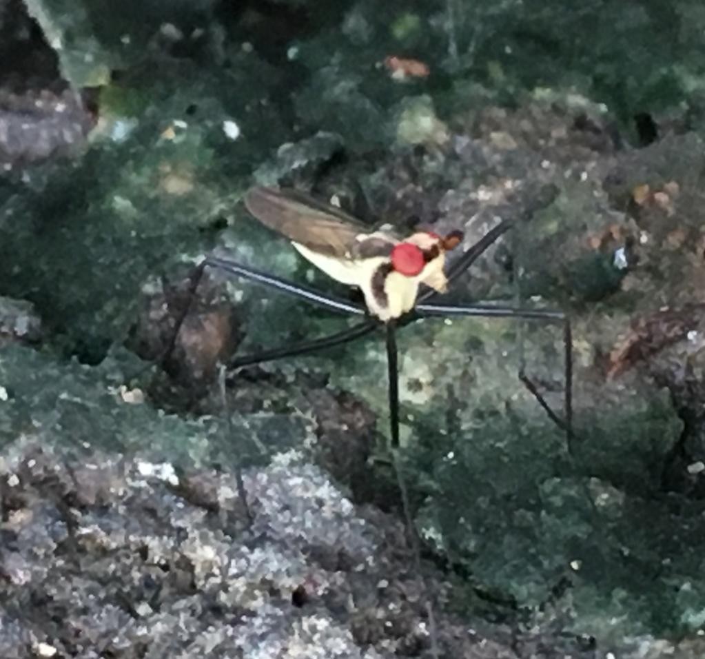 Black-lined cactus fly
