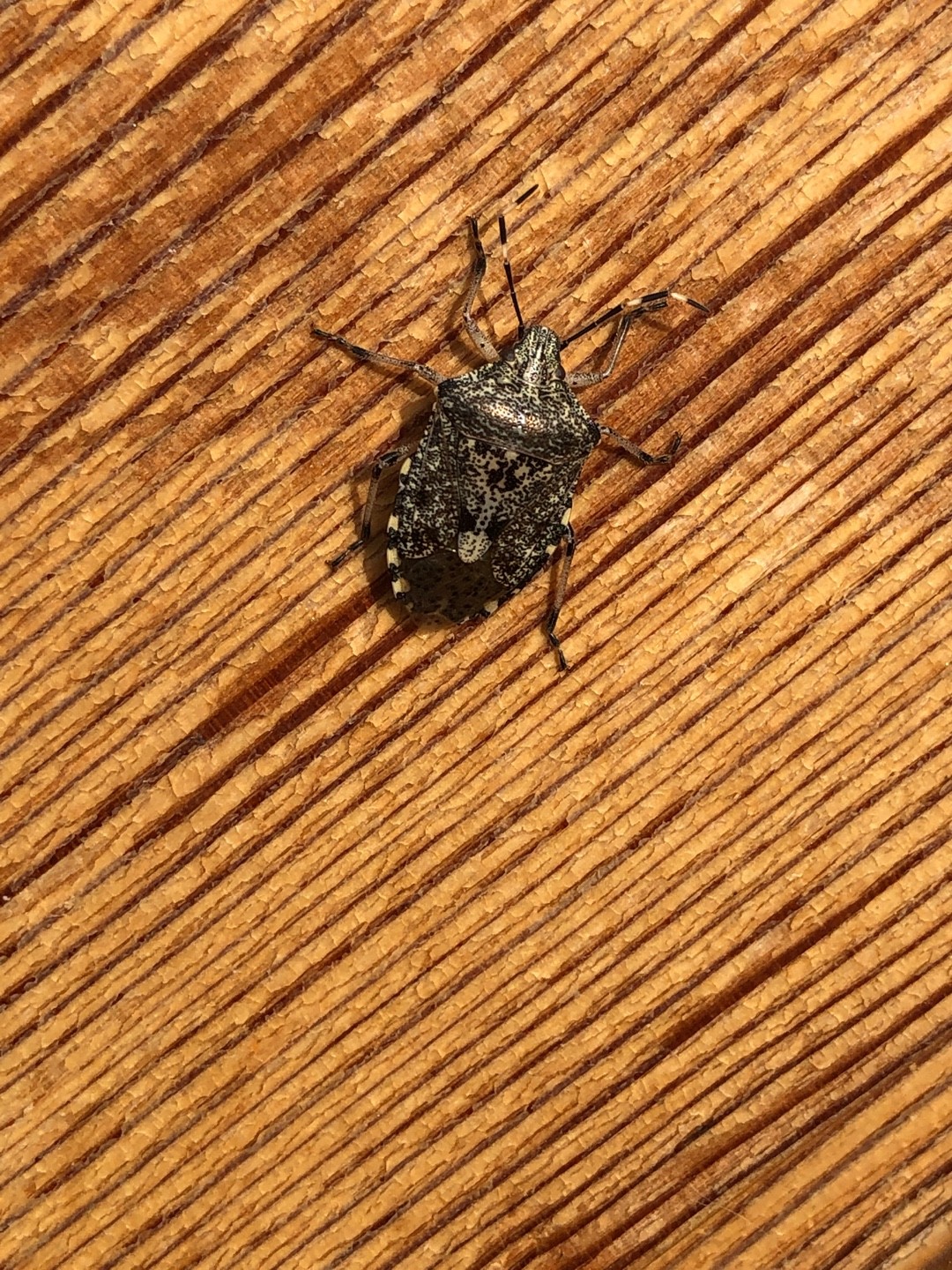 Agonoscelis (Agonoscelis)