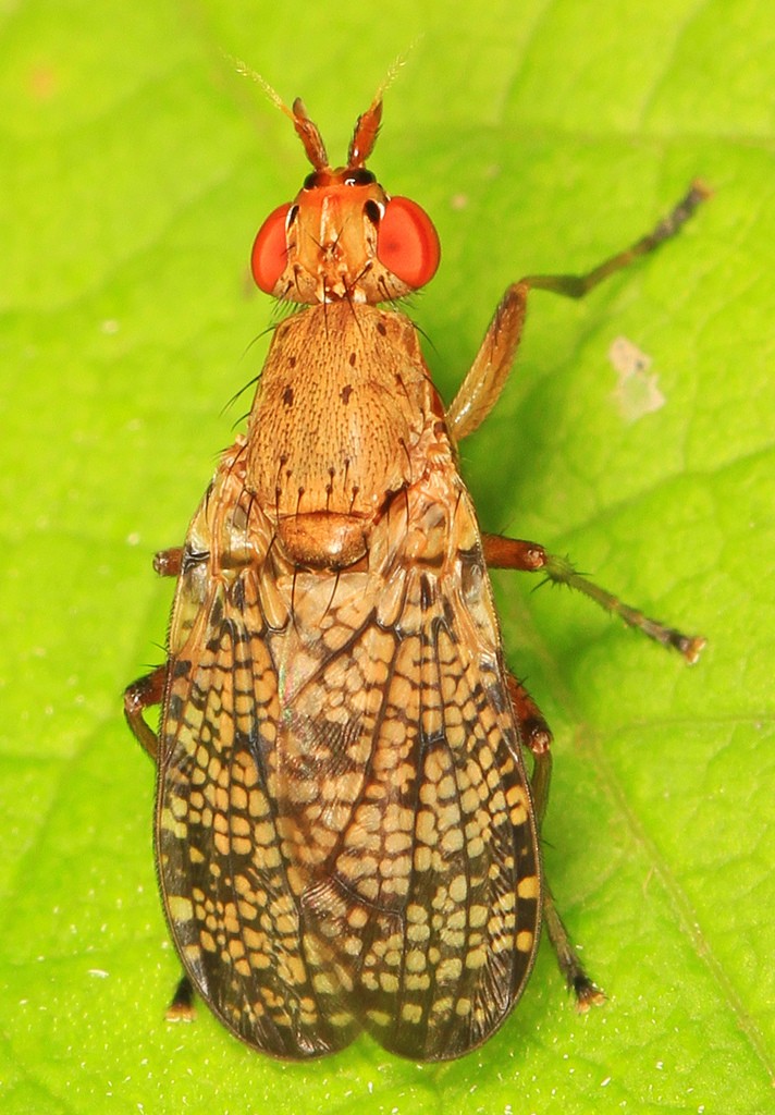 Euthycera (Euthycera)