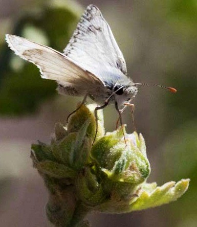Northern white skipper