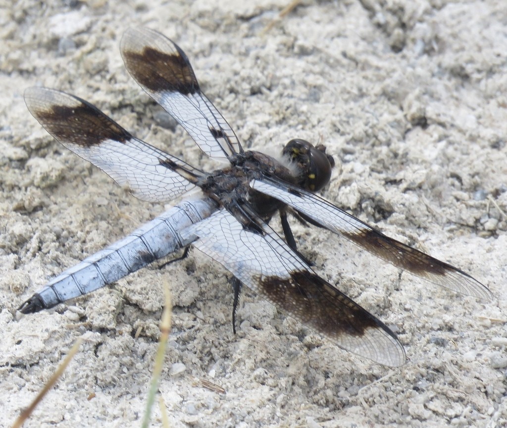 Plathemis (Plathemis)