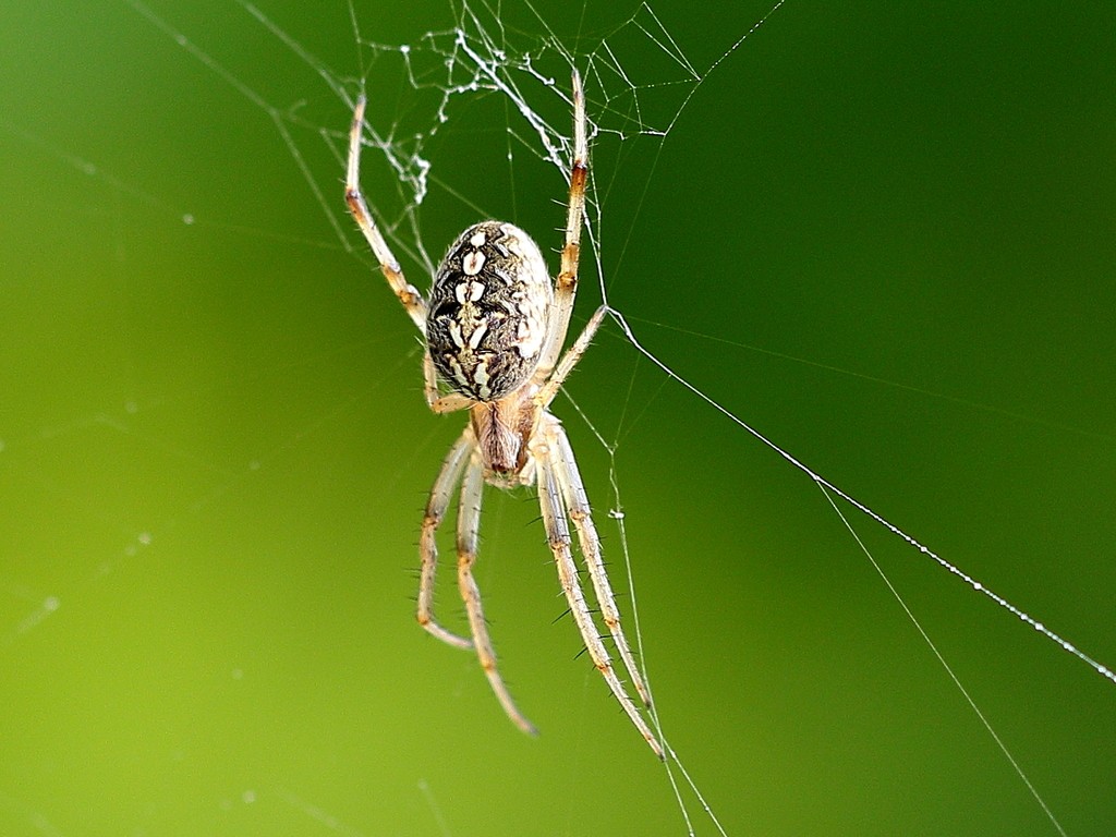 Common web-spider