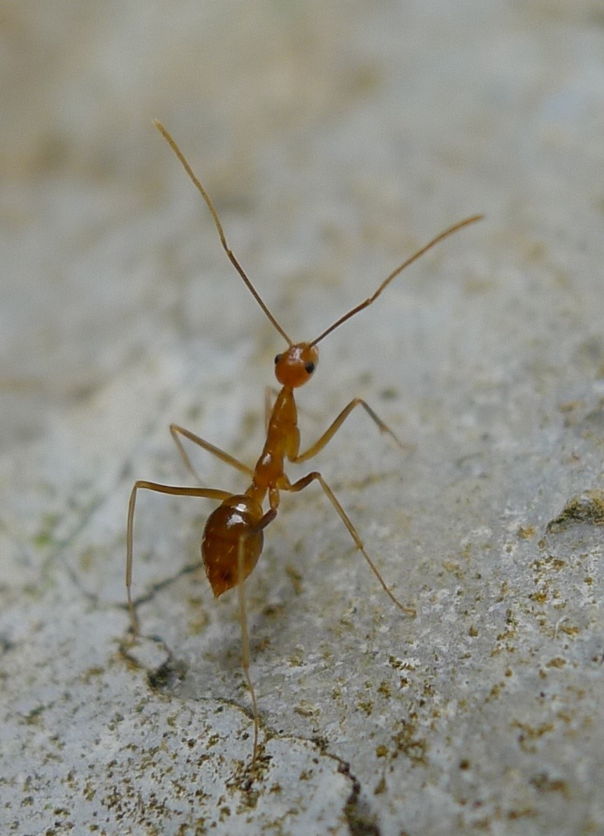 Yellow Crazy Ant Insect Facts  Anoplolepis gracilipes - A-Z Animals