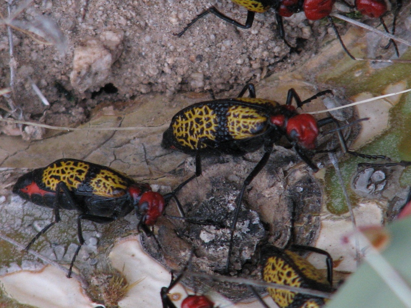 Iron cross blister beetles (Tegrodera)