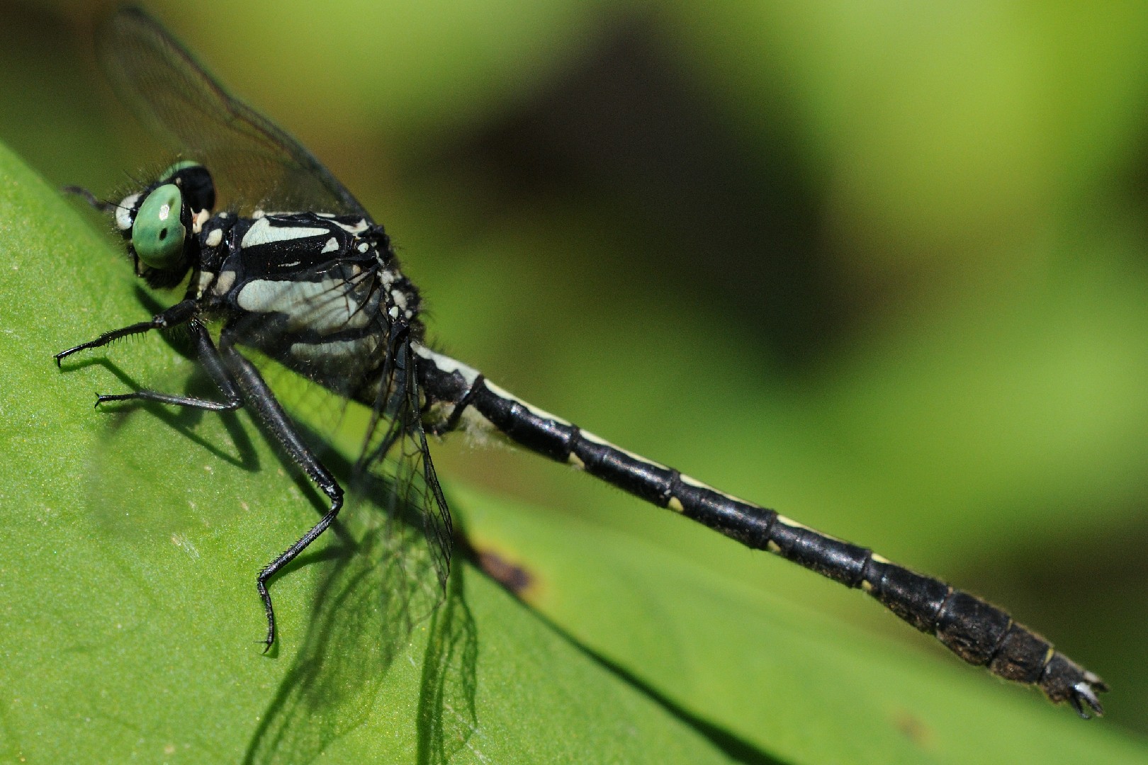 Trigomphus (Trigomphus)