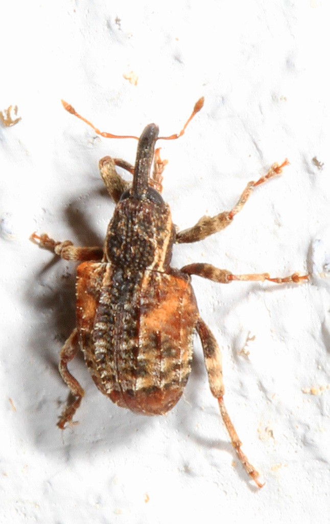 Weevil (Conotrachelus)
