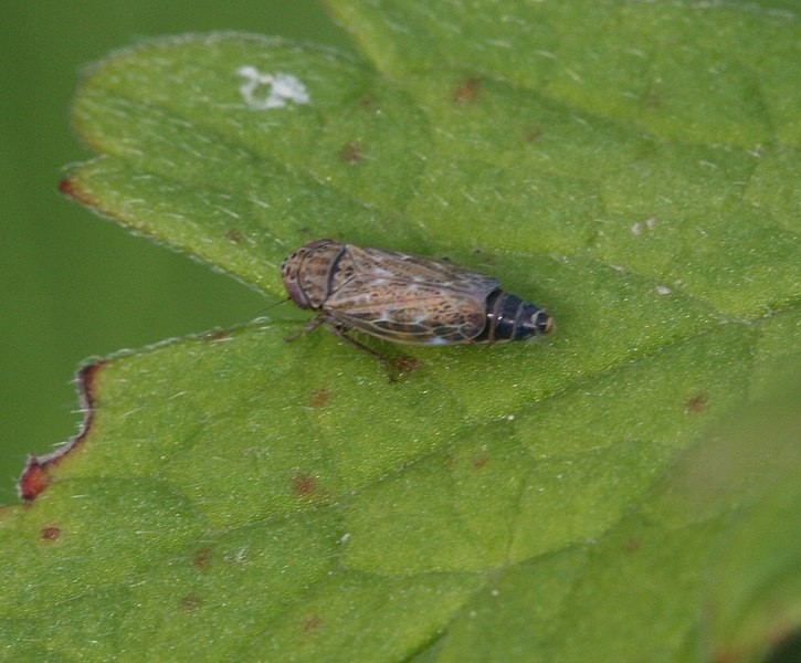 Euscelis (Euscelis)