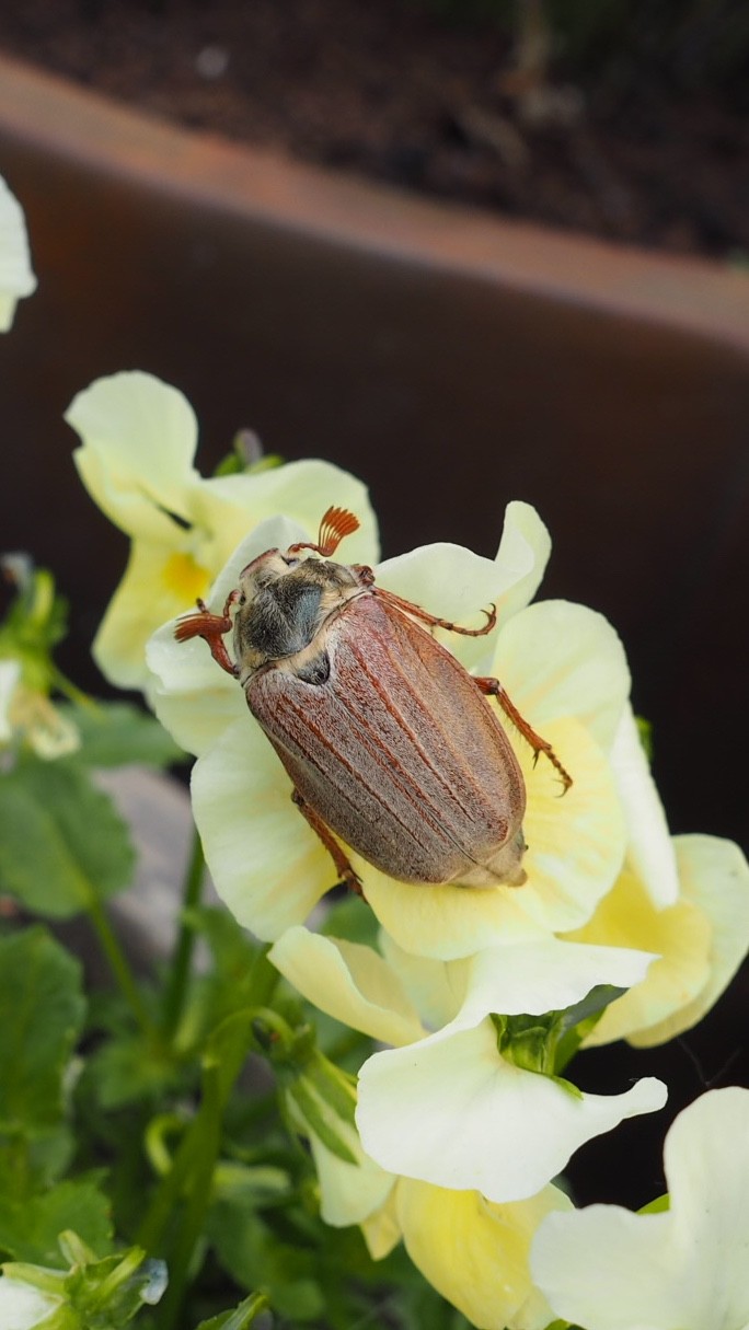 Майский жук (Melolontha hippocastani) - Picture Insect