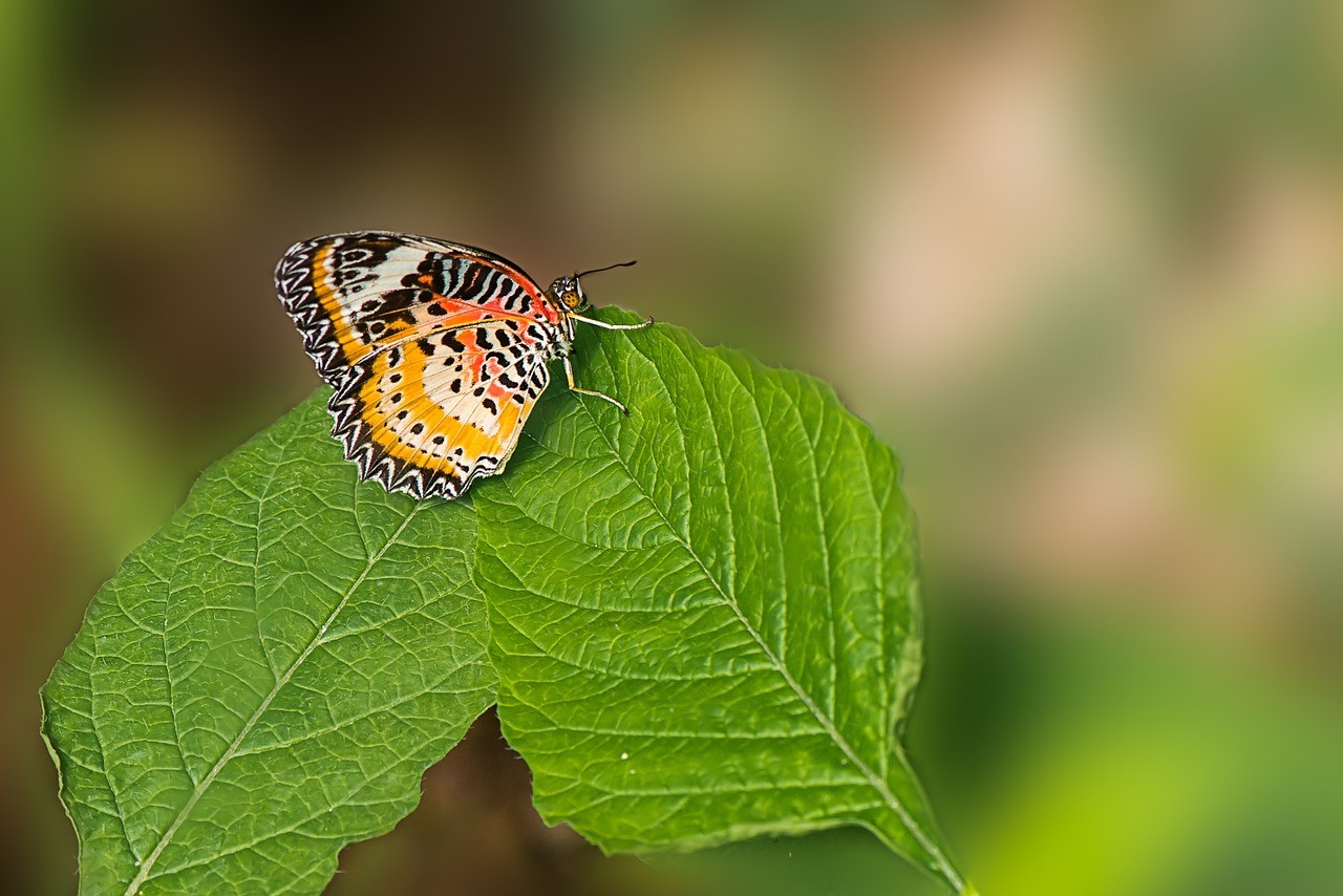 Leopard lacewing