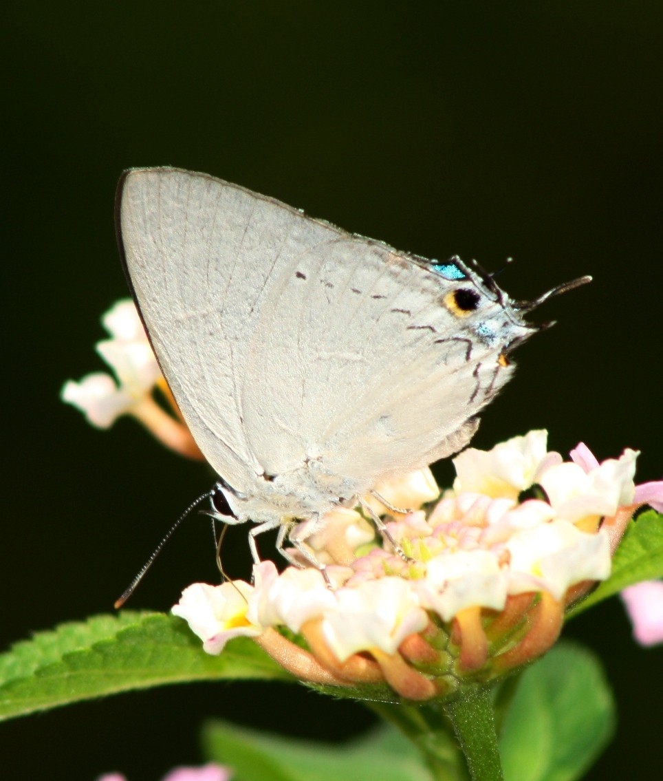 青灰蝶屬 (Tajuria)