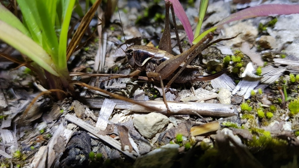 Chizuella (Chizuella)