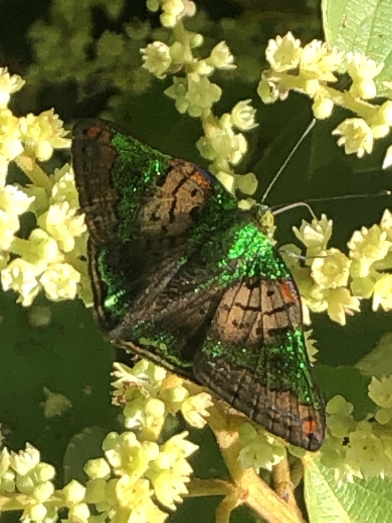Caria mantinea (Caria mantinea) - Picture Insect