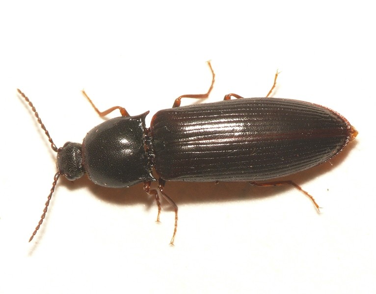 Hypoganus (Hypoganus)