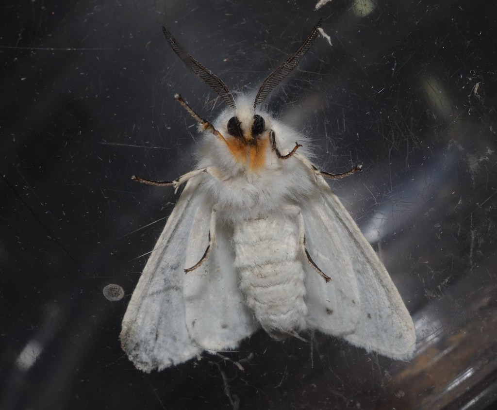 Spilosoma congrua (Spilosoma congrua) - Picture Insect