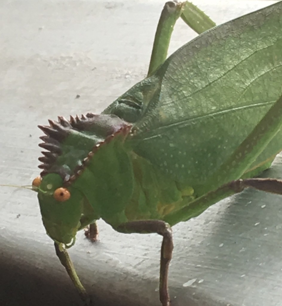 Steirodon (Steirodon)