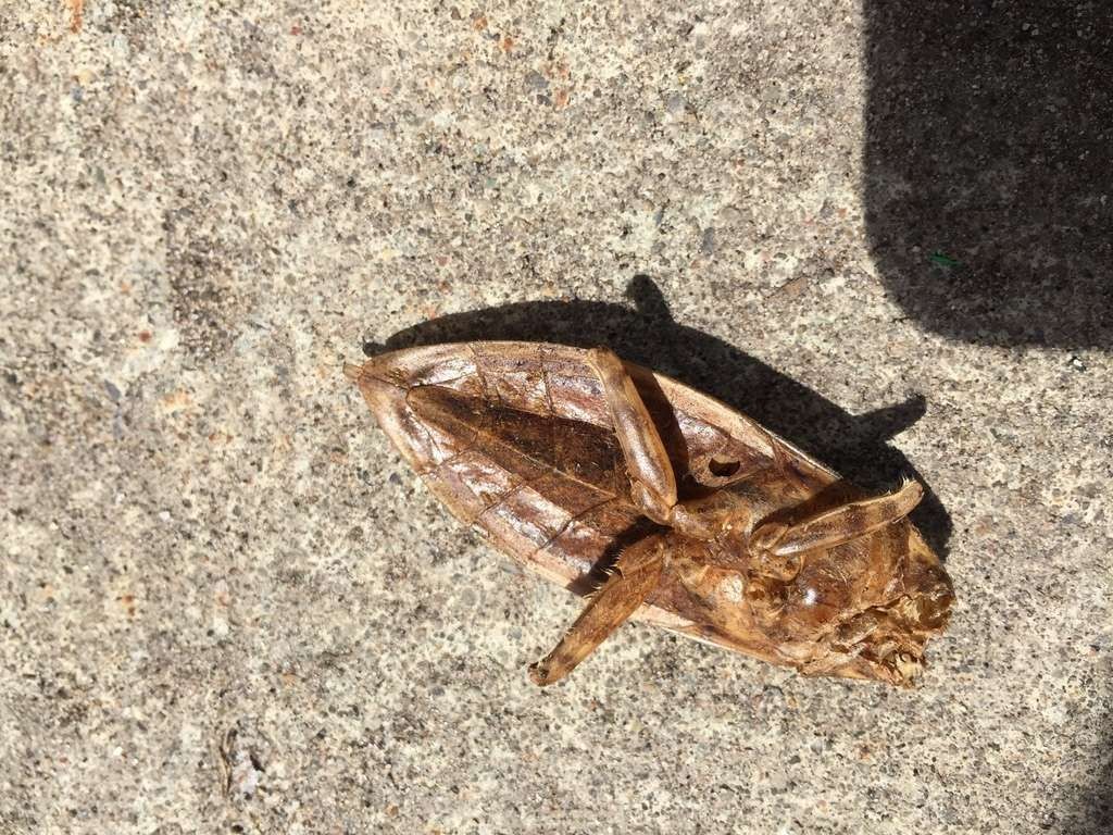 Giant Water Bug How to identify it? Picture Insect