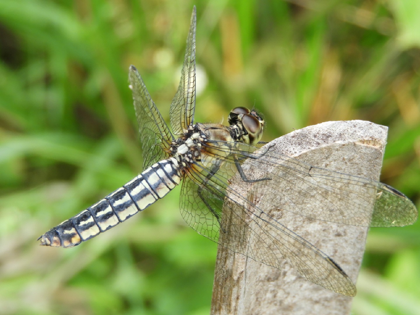 Wide-bellied skimmer