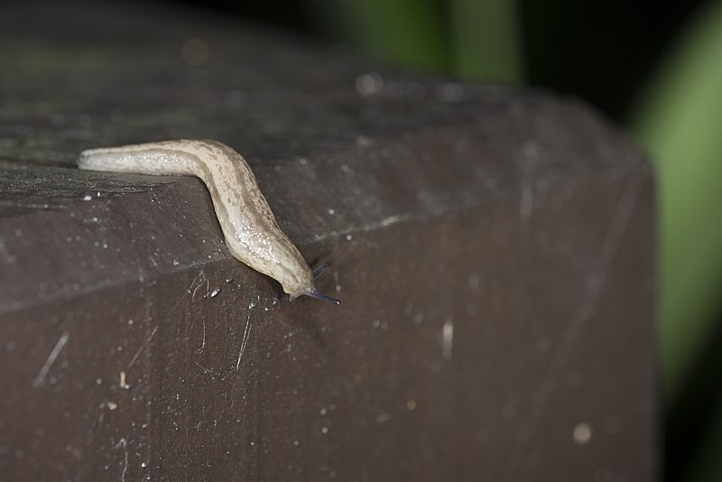 Meghimatium (Meghimatium)
