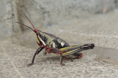 Chapulines llamativos (Sphenarium)