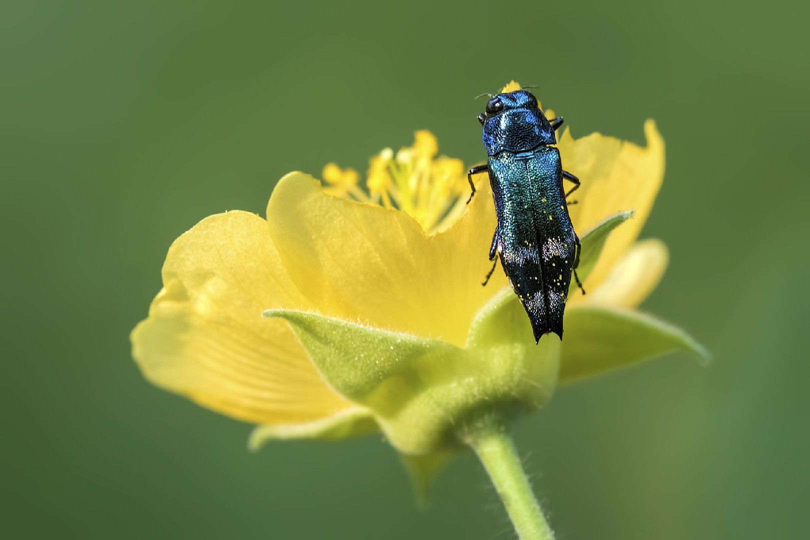 Agatul Insect Agrilus acutus (Agrilus acutus) - Picture Insect