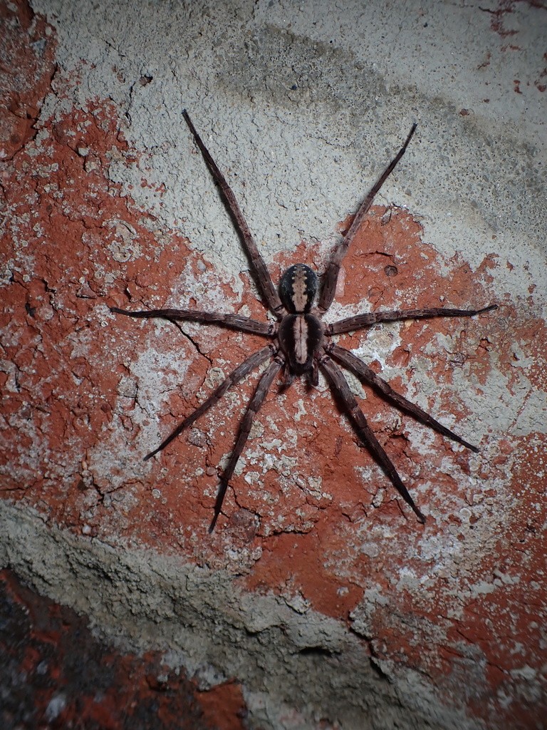 Ctenus hibernalis (Ctenus hibernalis) - Picture Insect