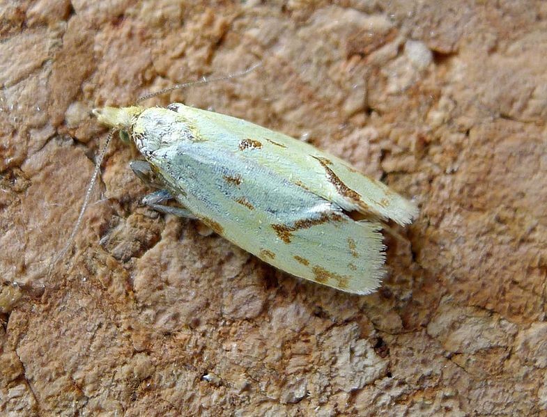 Knapweed root moth