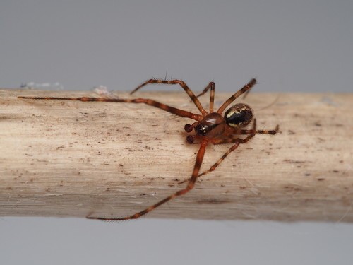 Typical cobweb spiders (Theridion)