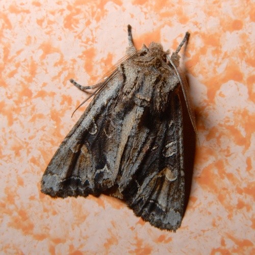 Graphania (Graphania)