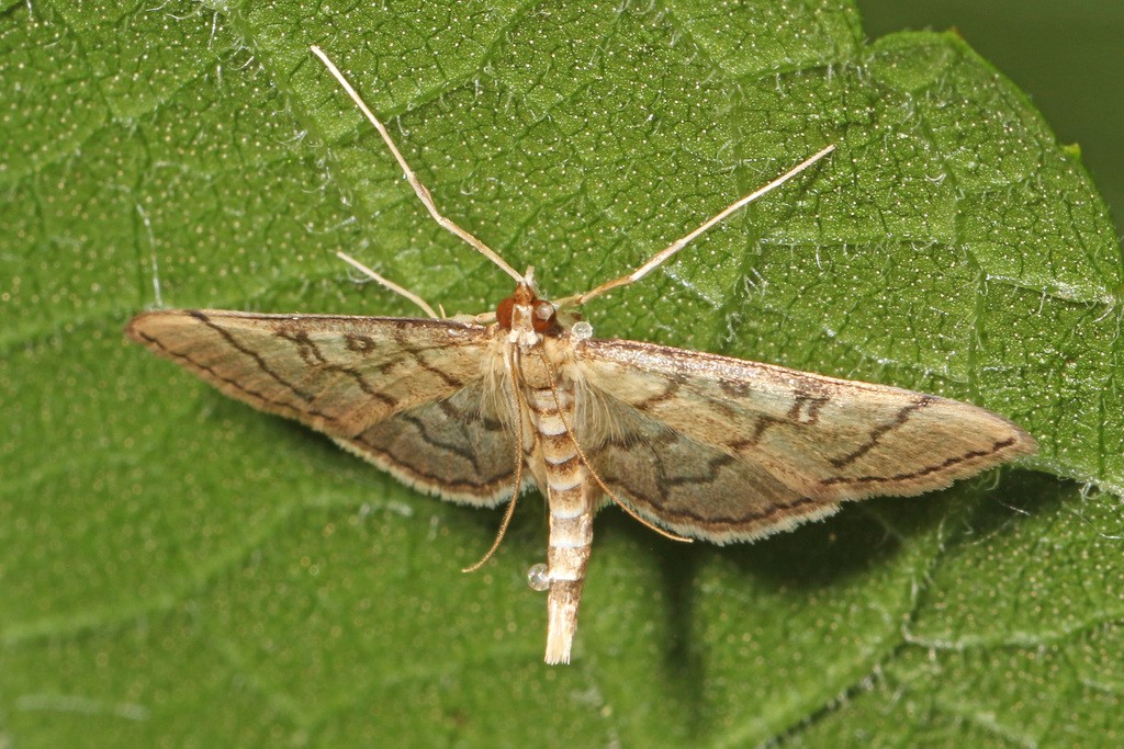 Blepharomastix (Blepharomastix)