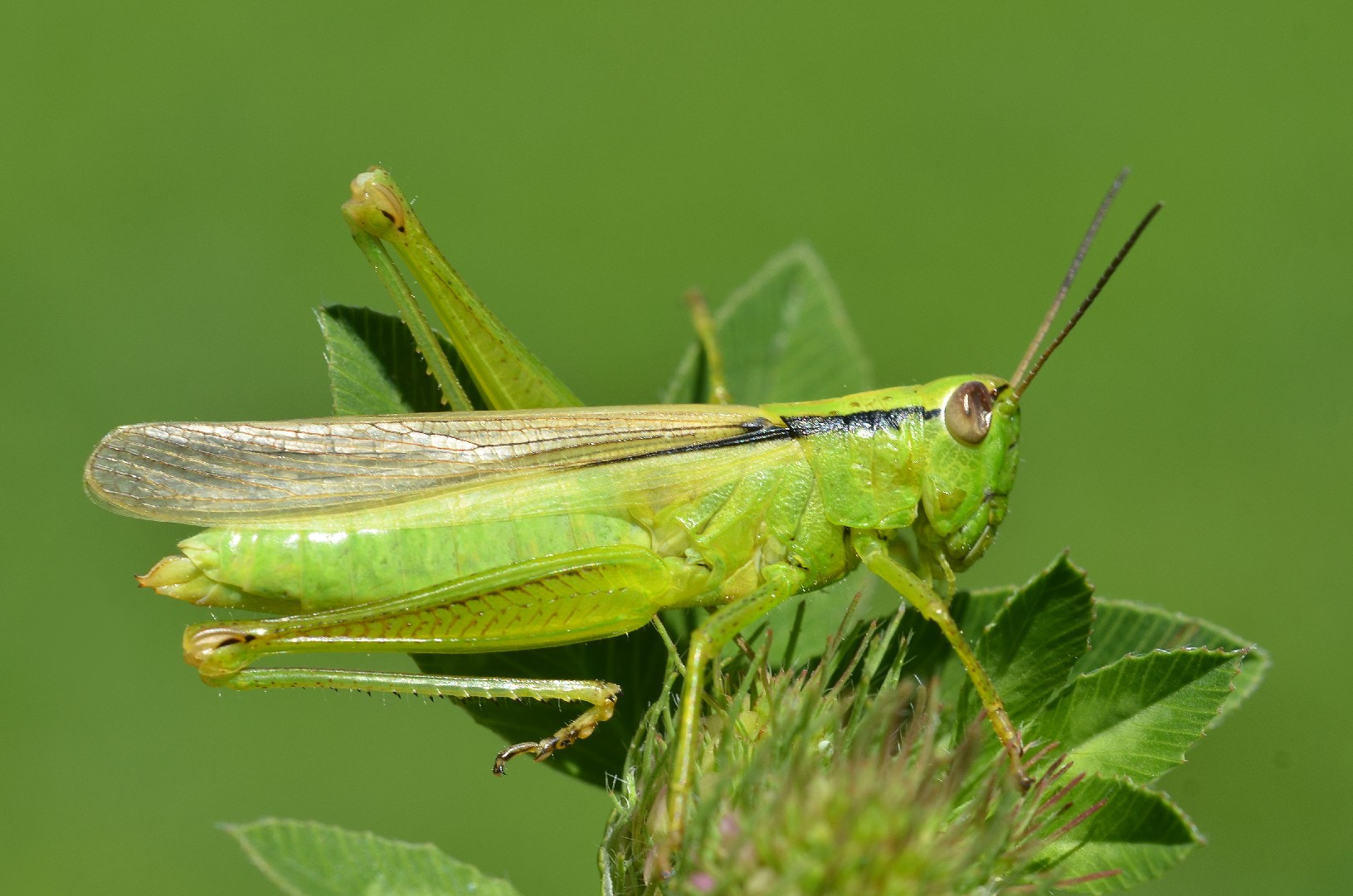 Mecostethus (Mecostethus)