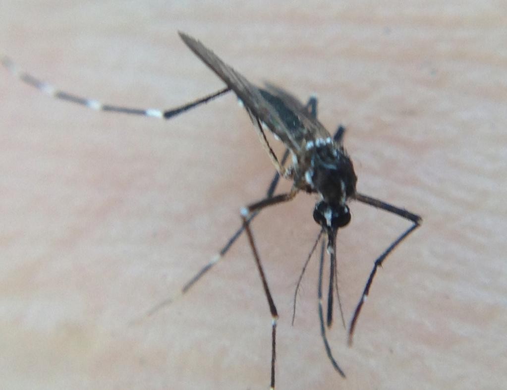 Комар жёлтолихорадочный (Aedes aegypti) - Picture Insect