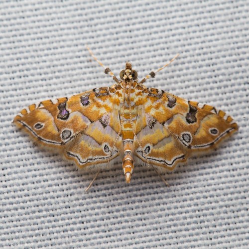 Ommatospila (Ommatospila)