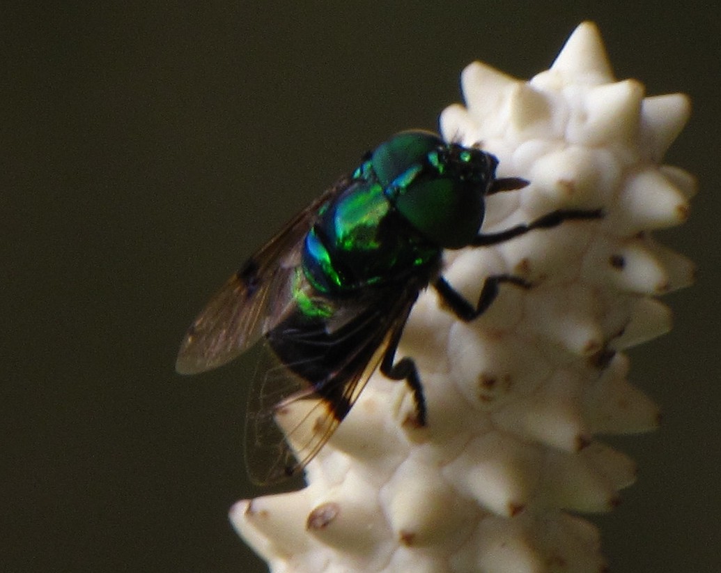 Green jewel fly