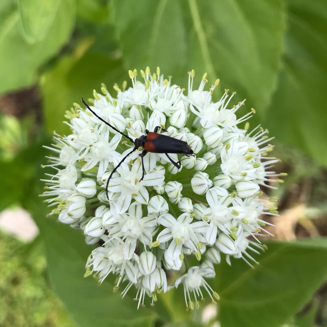 Stictoleptura (Stictoleptura)