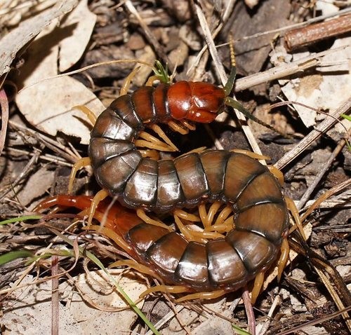 Common centipedes (Cormocephalus)