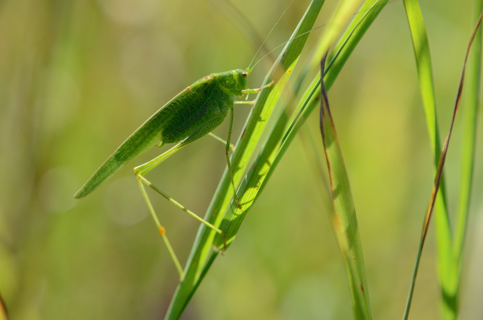 Grillo arbustivo de la hoz del sur (Phaneroptera nana) - Picture Insect