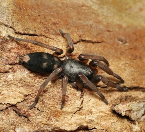 White-tailed spiders (Lampona)